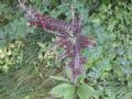 Veratrum nigrum